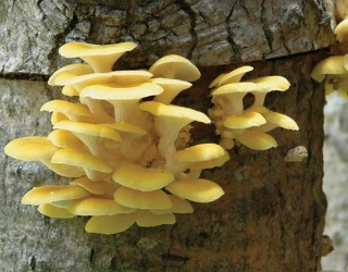 Ki valè nitrisyonèl pleurotus citrinopileatus?